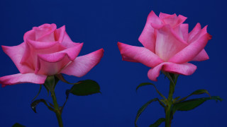 Pink roses blue background naturalisme - two pink rose free wallpaper