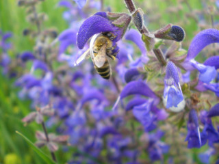 Bee purple flower blue field - blue flower free wallpaper for desktop