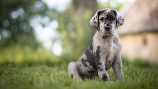 Dog grass house trees bokeh - neofauvism free wallpaper for desktop