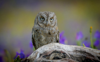 Owl closeup tree stump flowers - the background and a blurry background free wallpaper