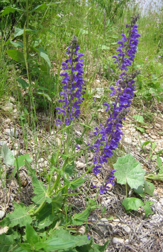 Purple flower grass river hillside - free flowers wallpaper for mobile