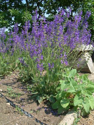 Garden purple flowers rocks bench - free flowers wallpaper for mobile