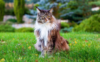 Regal cat in grass bokeh - regal free wallpaper