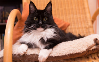 Black white cat sitting chair - the back free wallpaper