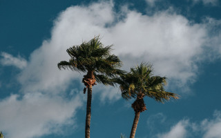 Palm trees blue sky clouds 11 - a plane free wallpaper for desktop