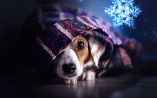Dog under blanket snowflake blue - elke vogelsang free wallpaper