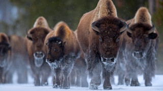 Bison winter snowy woods nature - douglas robertson bisset free wallpaper