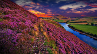 Lush green hillside river purple - a lush green field free wallpaper
