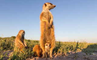 Meerkats sand dunes grassy area - a grassy area free wallpaper