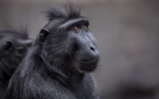 Black monkey long hair concerned - alex petruk ape free wallpaper for desktop