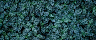 Green leaves closeup minimalism foliage - fine foliage lace free wallpaper