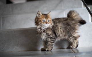 Fluffy blue eyed kitten stepway - fluffy free wallpaper