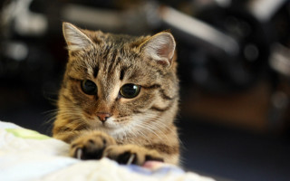 Cat serious bed focus shiba - a serious look free wallpaper