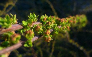 Plant flower leaf bokeh macro - the stem free wallpaper