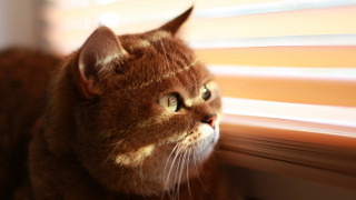 Cat window blinds sunny day - blind free wallpaper