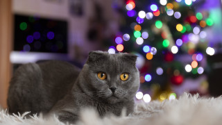 Black cat christmas rug bokeh - fluffy free wallpaper for desktop