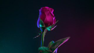 Single rose vase purple background - a single rose free wallpaper