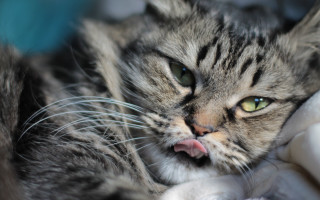 Cat blanket tongue wideeyes macro - its tongue free wallpaper