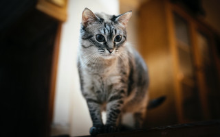 Cat table blurry background rococo - animal photography free wallpaper