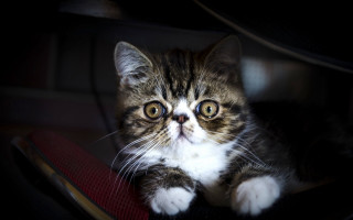 White cat red chair sad - a red chair free wallpaper