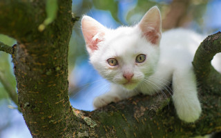 White kitten tree branch curious - a white kitten free wallpaper for desktop