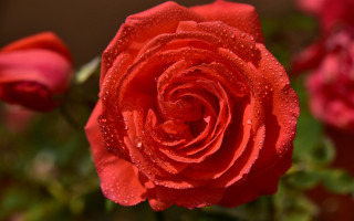Red rose water droplets macro 31 - rose free wallpaper for desktop