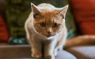 Cat serious couch focus bokeh - a serious look free wallpaper