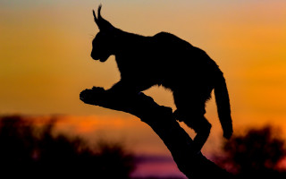 Monkey sunset branch fire torch - tail free wallpaper for desktop