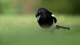 Black white bird green field - a lush green field of grass free wallpaper