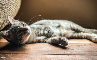 Cat laying outdoor blurry sky - the floor next free wallpaper