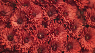Red flower bouquet macro closeup - the center free wallpaper for desktop