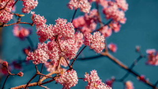 Cherry blossoms tiltshift spring outdoor - a close up of a tree free wallpaper