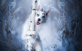 White dog stick snow woods - a white dog free wallpaper