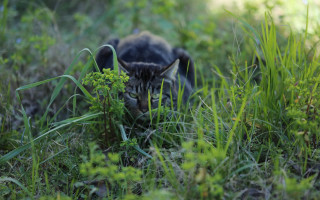 Cat hiding grass daylight ecological - a cat free wallpaper