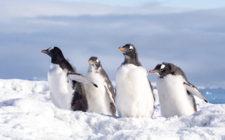 Penguins snow outdoor mountain blue - one penguin free wallpaper