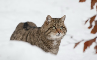 Sad cat snowy background blurry - an illustration free wallpaper for desktop