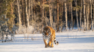 Tiger snow forest wildlife photography - a forest in the background free wallpaper
