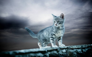 Cat ledge dark sky clouds - a dark sky free wallpaper