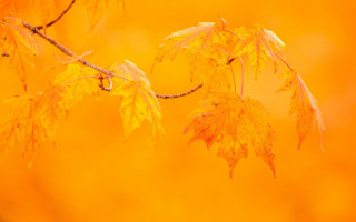 Yellow leaves orange sky fire - a yellow background free wallpaper