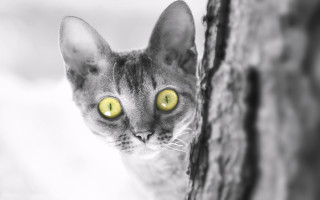 Cat yellow eyes tree trunk - symmetrical eye free wallpaper