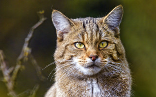 Cat portrait blurry background branch - a close up of a cat free wallpaper