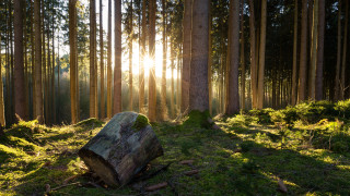 Tree stump forest sunlight grass - a tree stump in a forest free wallpaper