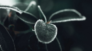Frosted plant macro background blurry - a close up of a plant free wallpaper for desktop
