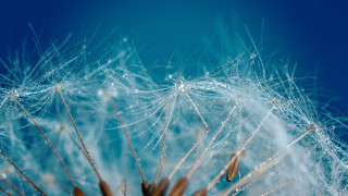 Dandelion water droplets macro night - petal free wallpaper