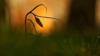 Plant stem grass blurry background - a long stem free wallpaper