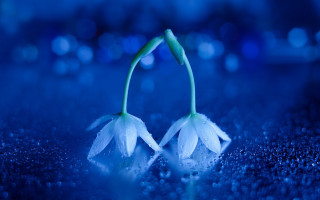 White flowers water droplets blue - two white flower free wallpaper