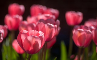 Pink flowers grass macro shallow - the grass together free wallpaper