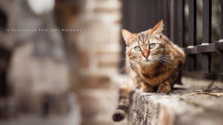 Cat gourmet tiltshift animal photorealistic - arthur sarkissian free wallpaper