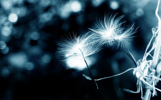 Dandelion macro night sky moon 2 - adobe lightroom free wallpaper