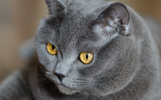 Gray cat yellow eyes serious 4 - its face and chest free wallpaper for desktop